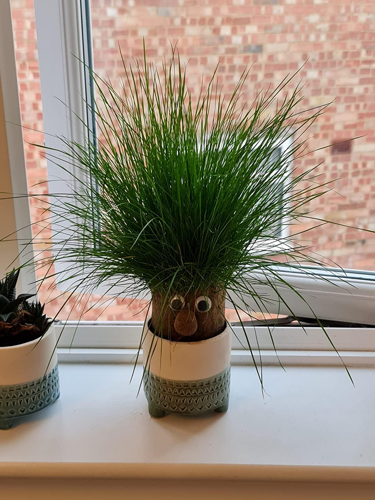 Mr. GrassHead | Fun Growing Grass | Buy 3 & Get a Mystery Gift π
